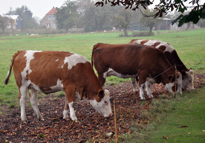 Braune Kühe Braune Kühe