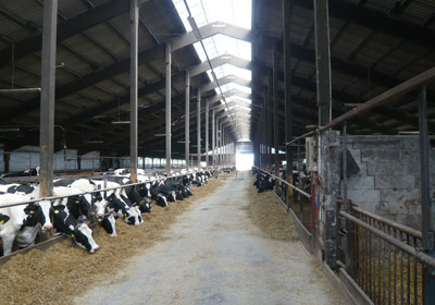 Kühe im Stall Kühe im Stall